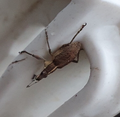 Charagmus gressorius