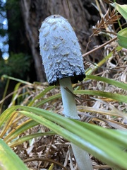 Coprinus comatus