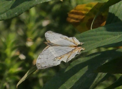 Cyrestis thyodamas indica