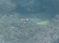 Epinephelus labriformis