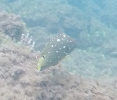 Epinephelus labriformis