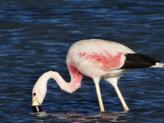 Phoenicoparrus andinus