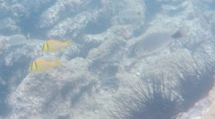 Haemulon maculicauda