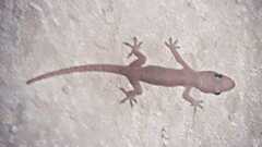 Hemidactylus