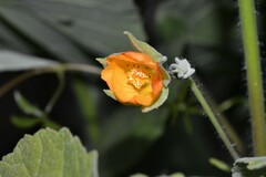 Abutilon