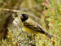 Spinus crassirostris