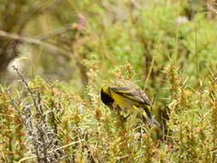 Spinus crassirostris