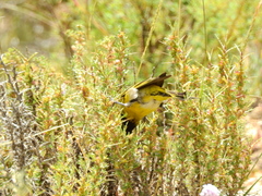 Spinus crassirostris