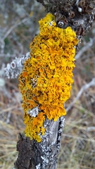 Xanthoria parietina