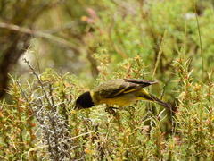 Spinus crassirostris