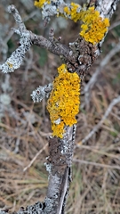 Xanthoria parietina