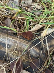 Auricularia auricula-judae