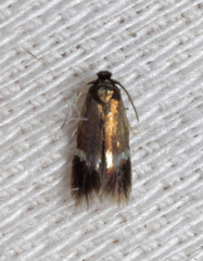 Stigmella hybnerella