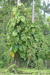 Philodendron dodsonii