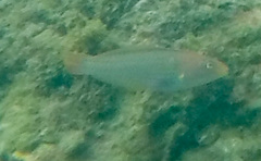 Halichoeres dispilus