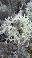 Evernia prunastri