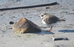 Charadrius hiaticula tundrae