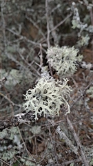 Evernia prunastri