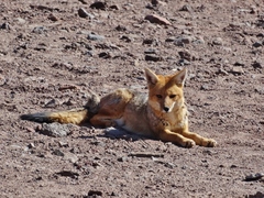 Lycalopex culpaeus andinus