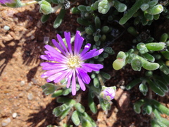 Drosanthemum