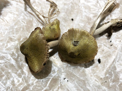 Entoloma flavoviride