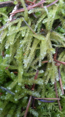 Eurhynchium