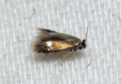 Stigmella hybnerella