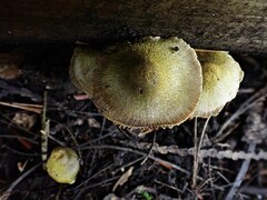 Entoloma flavoviride