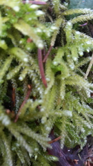 Eurhynchium