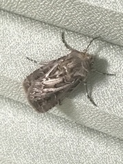 Agrotis gladiaria