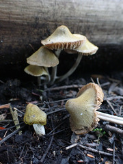Entoloma flavoviride