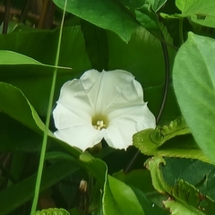 Ipomoea obscura