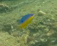 Stegastes flavilatus