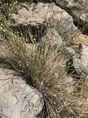Carex setifolia
