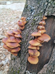 Flammulina velutipes