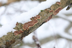 Cylindrobasidium evolvens