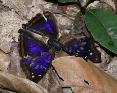 Doxocopa