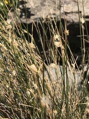 Carex setifolia