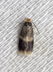 Stigmella obliquella