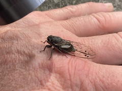 Gelidea torrida