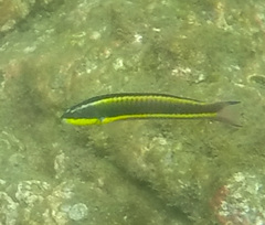 Thalassoma lucasanum