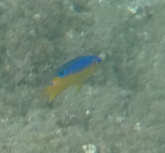 Stegastes flavilatus