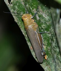 Proctolabinae