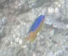 Stegastes flavilatus