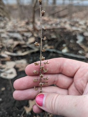 Perilla frutescens
