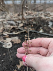 Perilla frutescens