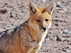 Lycalopex culpaeus andinus