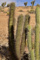 Trichocereus skottsbergii