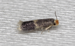 Stigmella obliquella