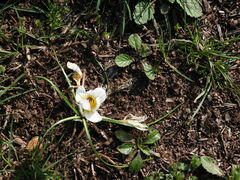 Crocus hyemalis